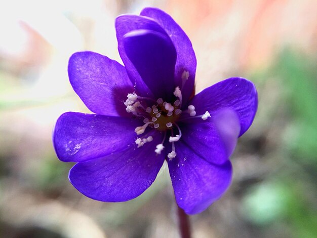 Foto close-up de uma flor roxa