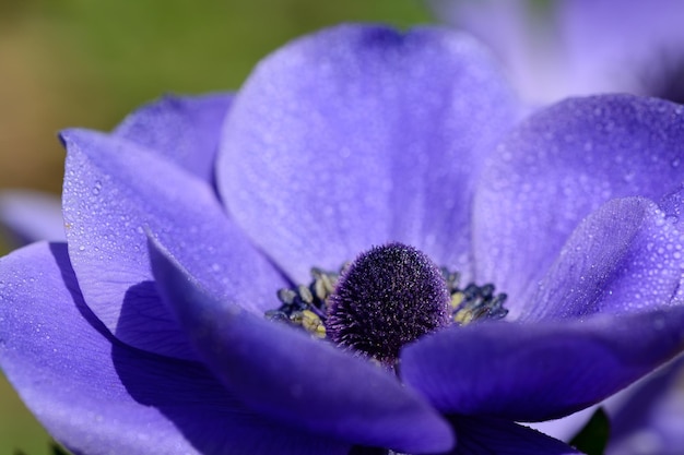 Close-up de uma flor roxa