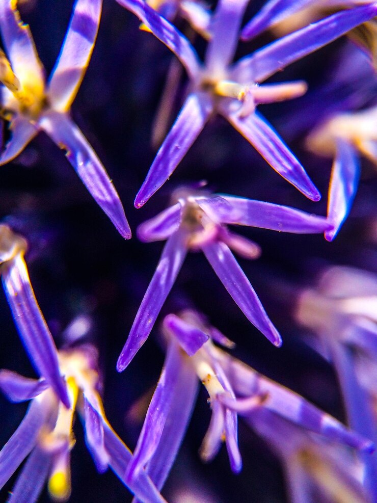 Foto close-up de uma flor roxa