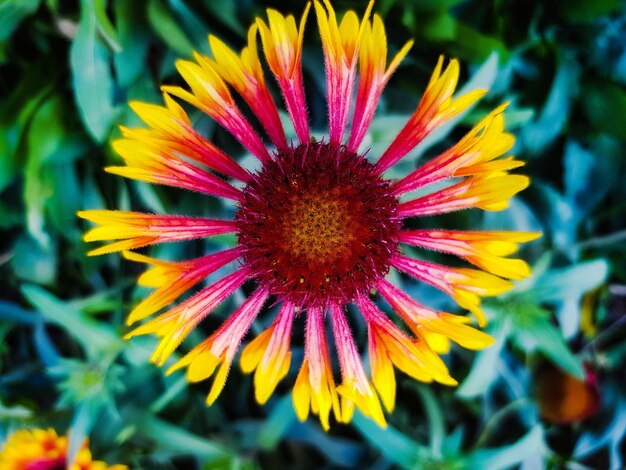 Foto close-up de uma flor roxa