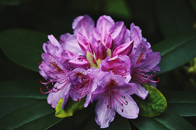 Foto close-up de uma flor roxa