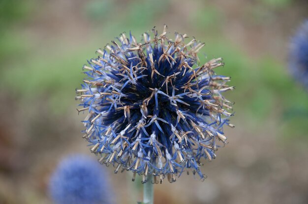 Foto close-up de uma flor roxa