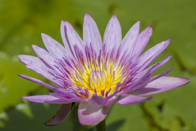 Foto close-up de uma flor roxa