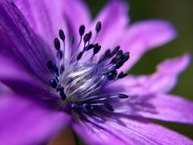 Foto close-up de uma flor roxa