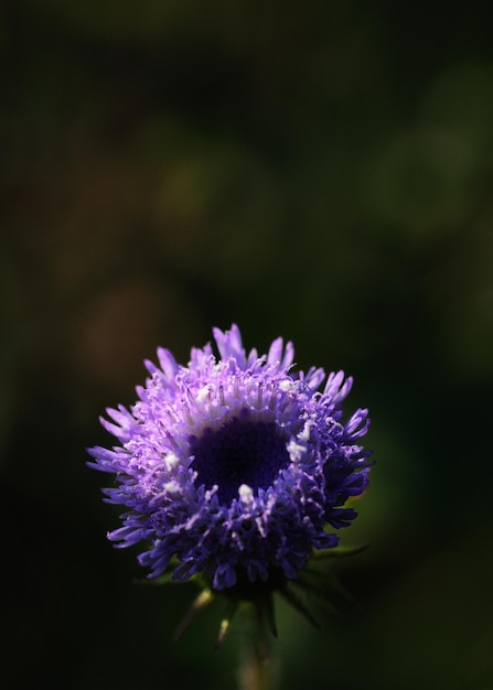 Foto close-up de uma flor roxa