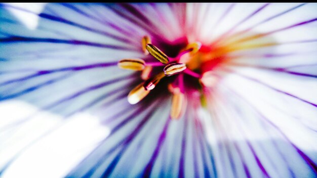 Foto close-up de uma flor roxa