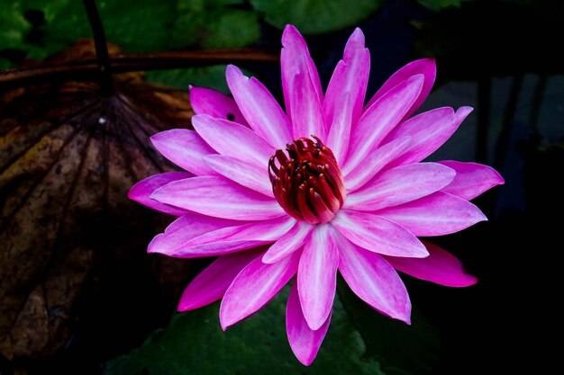 Foto close-up de uma flor roxa