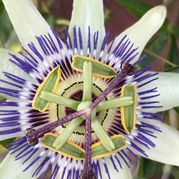 Foto close-up de uma flor roxa