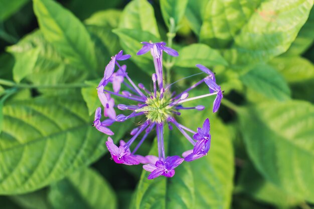 Foto close-up de uma flor roxa