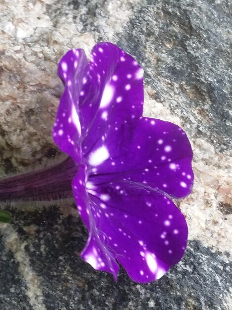 Foto close-up de uma flor roxa