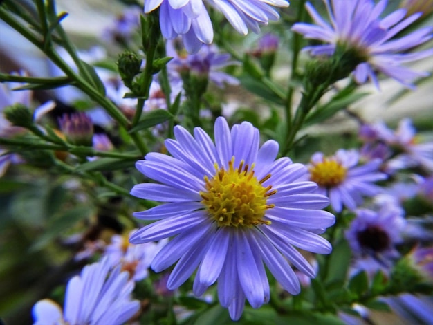 Close-up de uma flor roxa