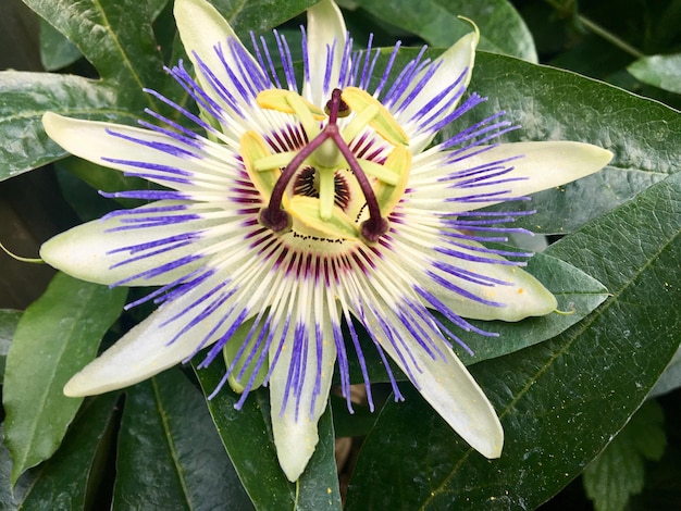 Foto close-up de uma flor roxa