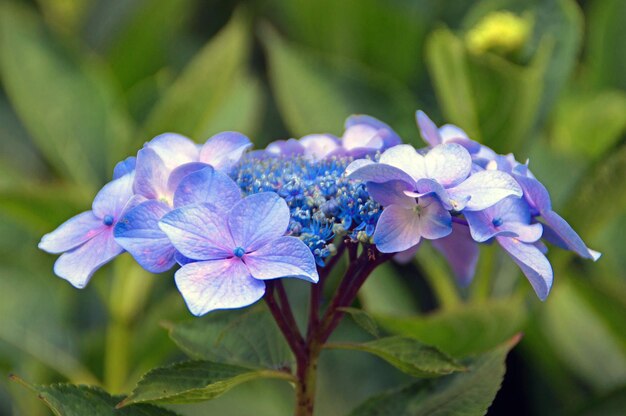 Close-up de uma flor roxa