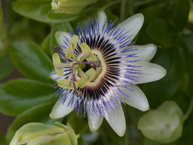 Foto close-up de uma flor roxa