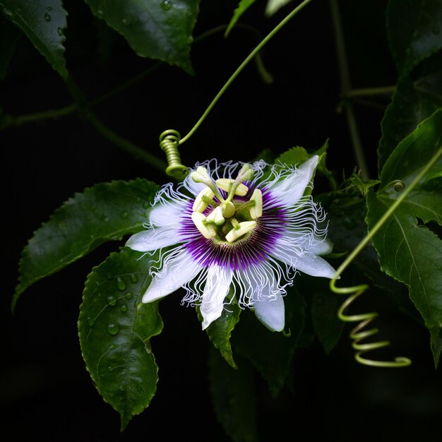 Foto close-up de uma flor roxa