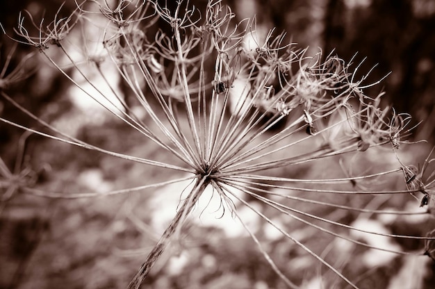 Foto close-up de uma flor seca no jardim