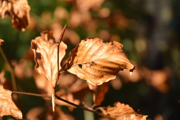 Close-up de uma flor seca