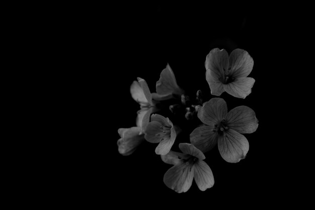 Foto close-up de uma flor sobre um fundo preto