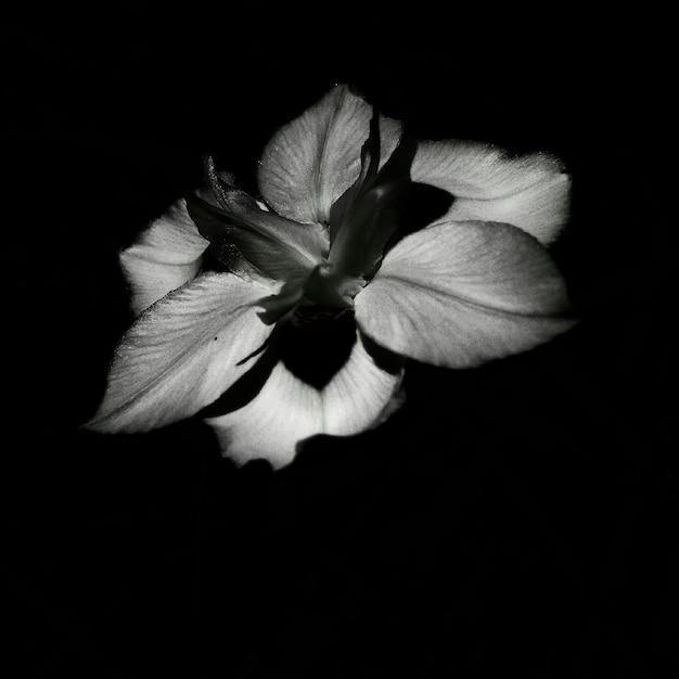Close-up de uma flor sobre um fundo preto