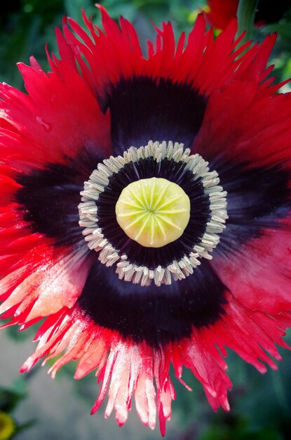 Close-up de uma flor vermelha crescendo no campo