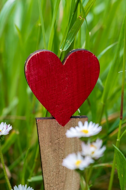 Foto close-up de uma flor vermelha em forma de coração