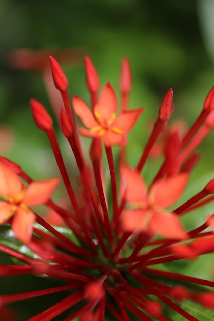 Foto close-up de uma flor vermelha florescendo ao ar livre