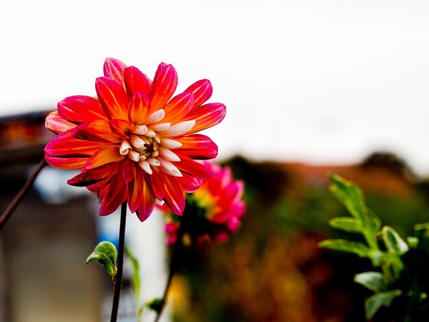 Close-up de uma flor vermelha florescendo ao ar livre