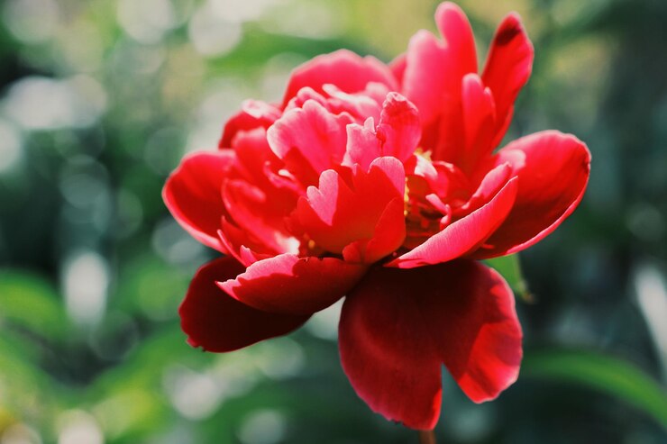 Foto close-up de uma flor vermelha florescendo ao ar livre