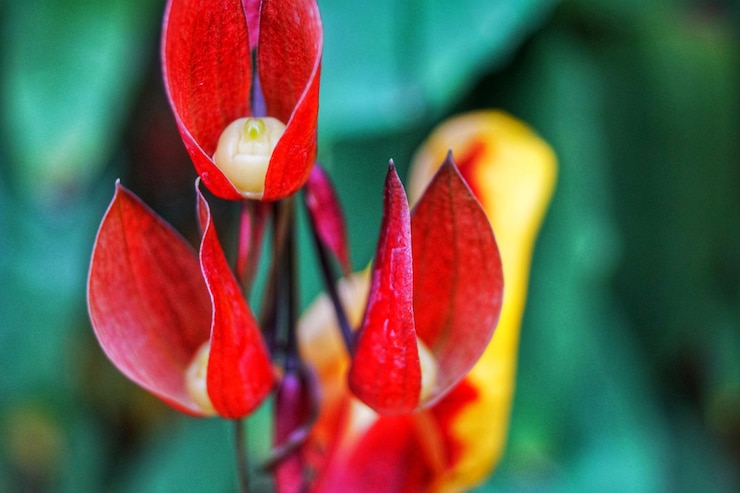 Foto close-up de uma flor vermelha florescendo ao ar livre