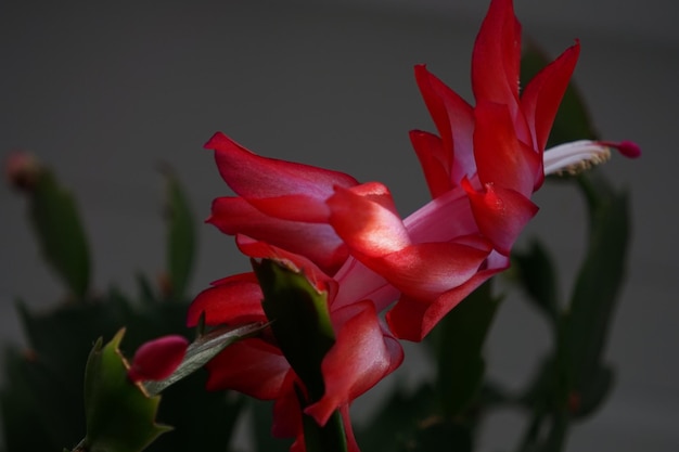Close-up de uma flor vermelha florescendo ao ar livre