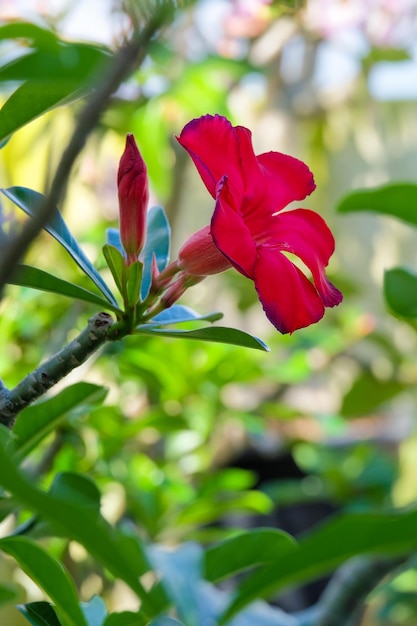 Foto close-up de uma flor vermelha florescendo ao ar livre