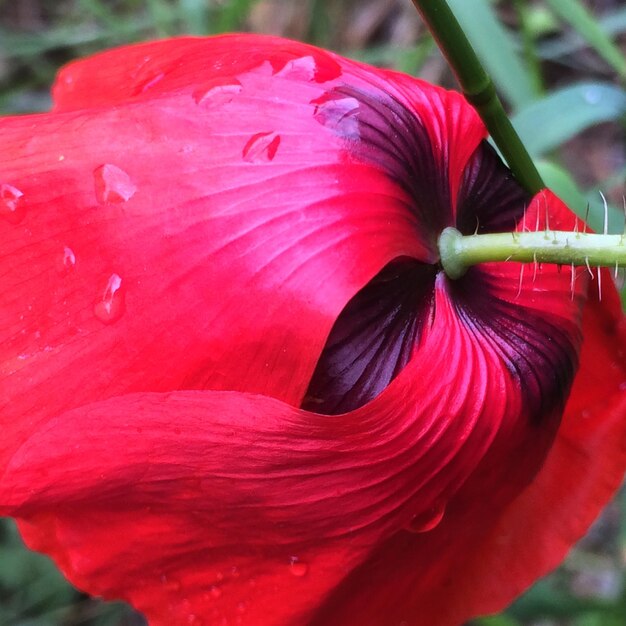 Foto close-up de uma flor vermelha molhada