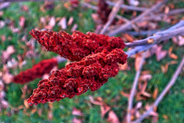 Foto close-up de uma flor vermelha no campo