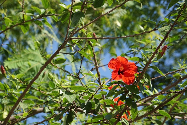 Close-up de uma flor vermelha