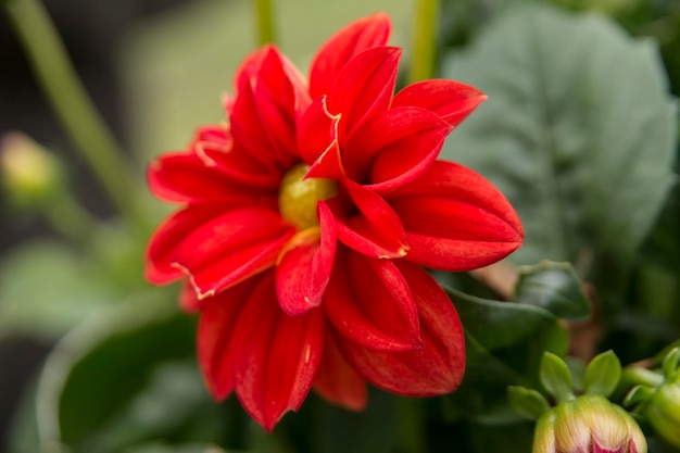 Close-up de uma flor vermelha