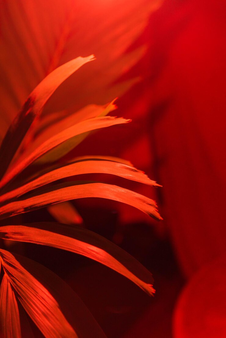 Foto close-up de uma flor vermelha