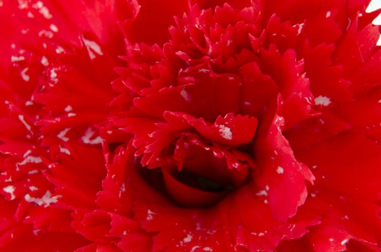 Foto close-up de uma flor vermelha