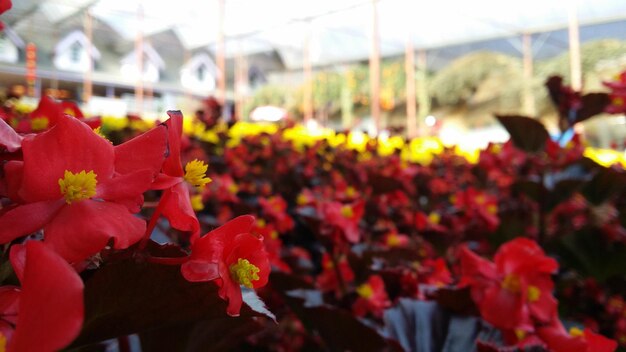 Foto close-up de uma flor vermelha