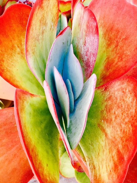 Foto close-up de uma flor vermelha