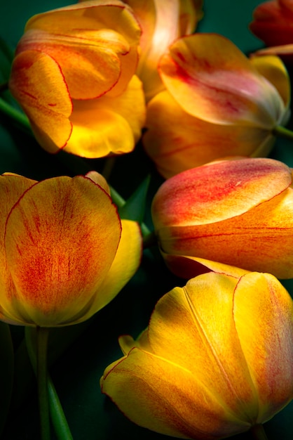 Close-up de uma flor vermelha