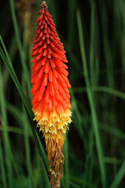 Foto close-up de uma flor vermelha