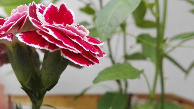 Foto close-up de uma flor vermelha