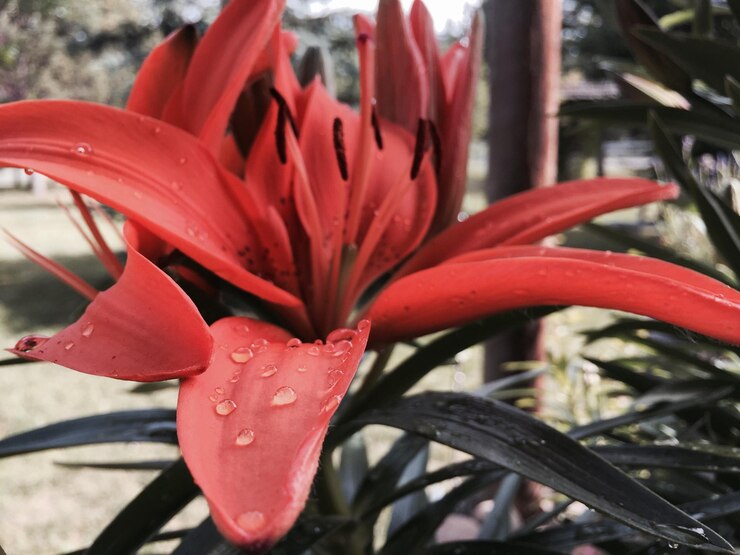Foto close-up de uma flor vermelha