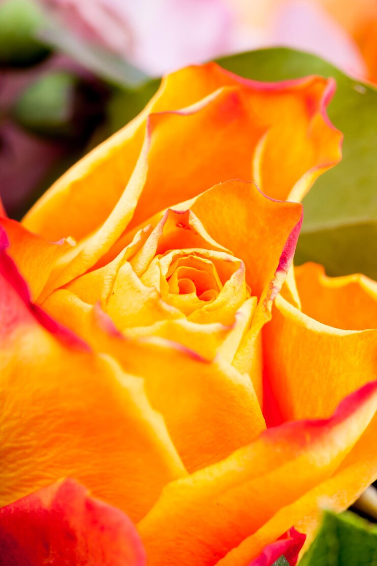 Foto close-up de uma flor vermelha