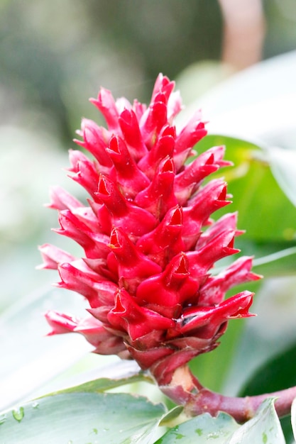 Foto close-up de uma flor vermelha