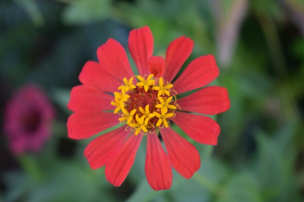 Close-up de uma flor vermelha