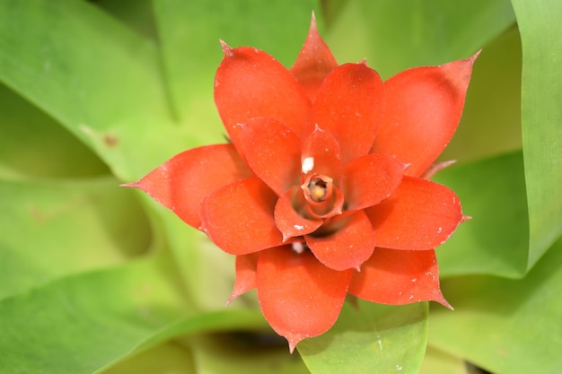 Foto close-up de uma flor vermelha