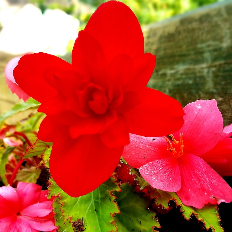 Foto close-up de uma flor vermelha