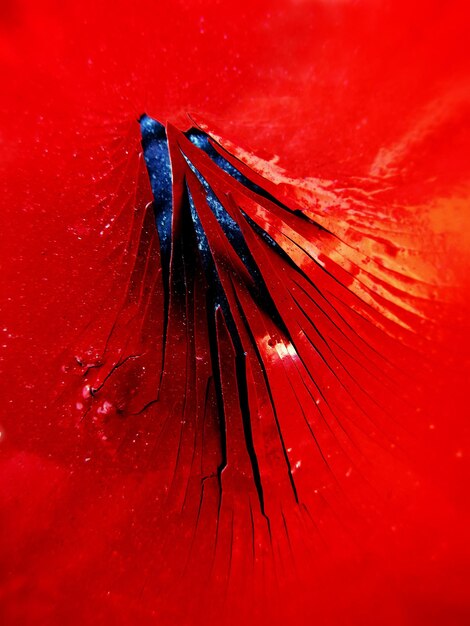 Foto close-up de uma flor vermelha