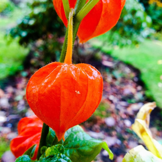 Foto close-up de uma flor vermelha